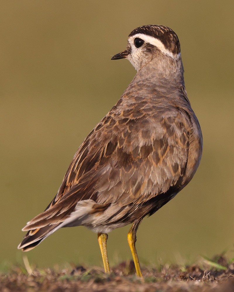 Dotterel